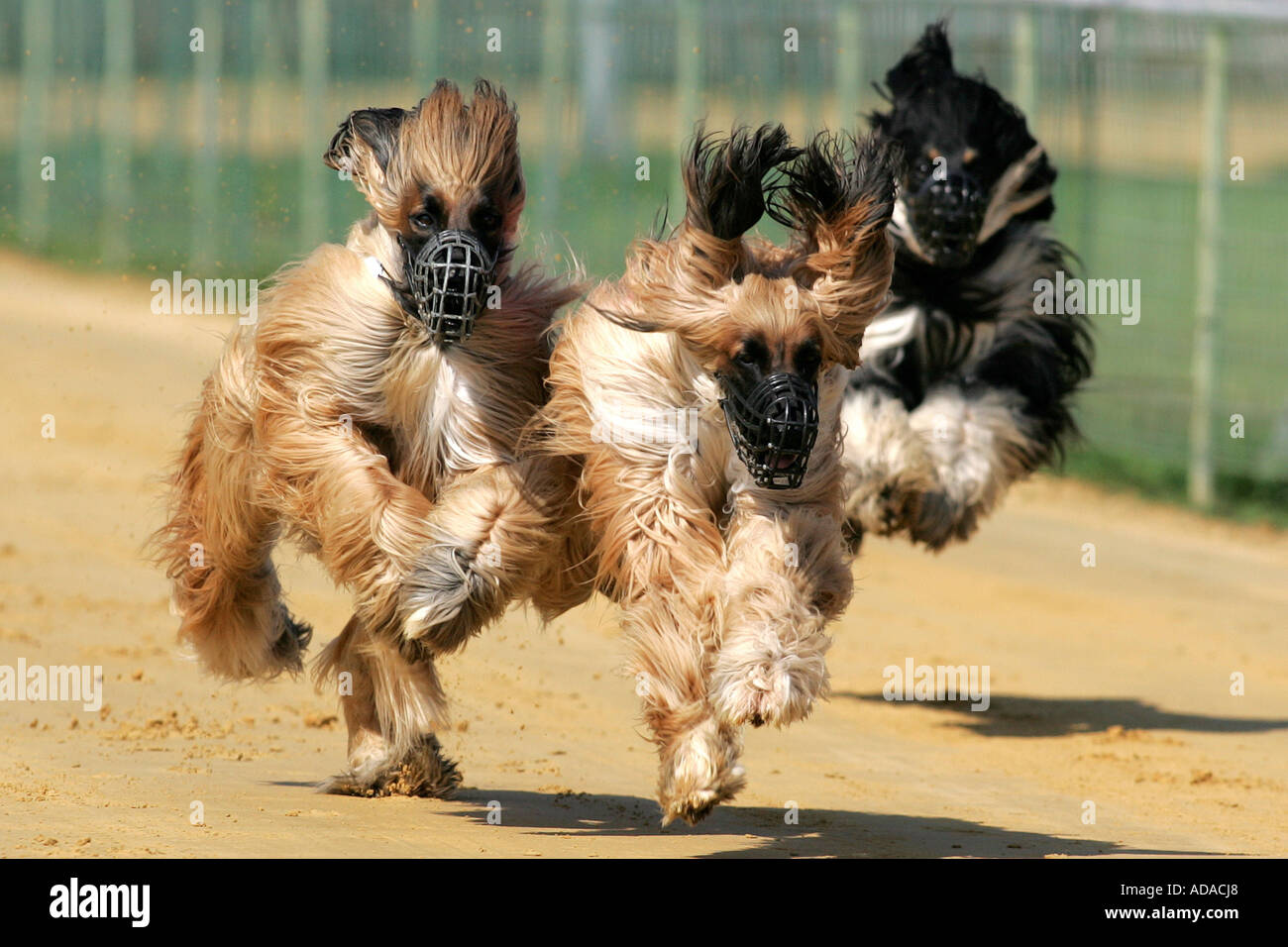 Afghanistan Hound, Afghan Hound (Canis lupus f. familiaris), three individuals at race, Germany Stock Photo