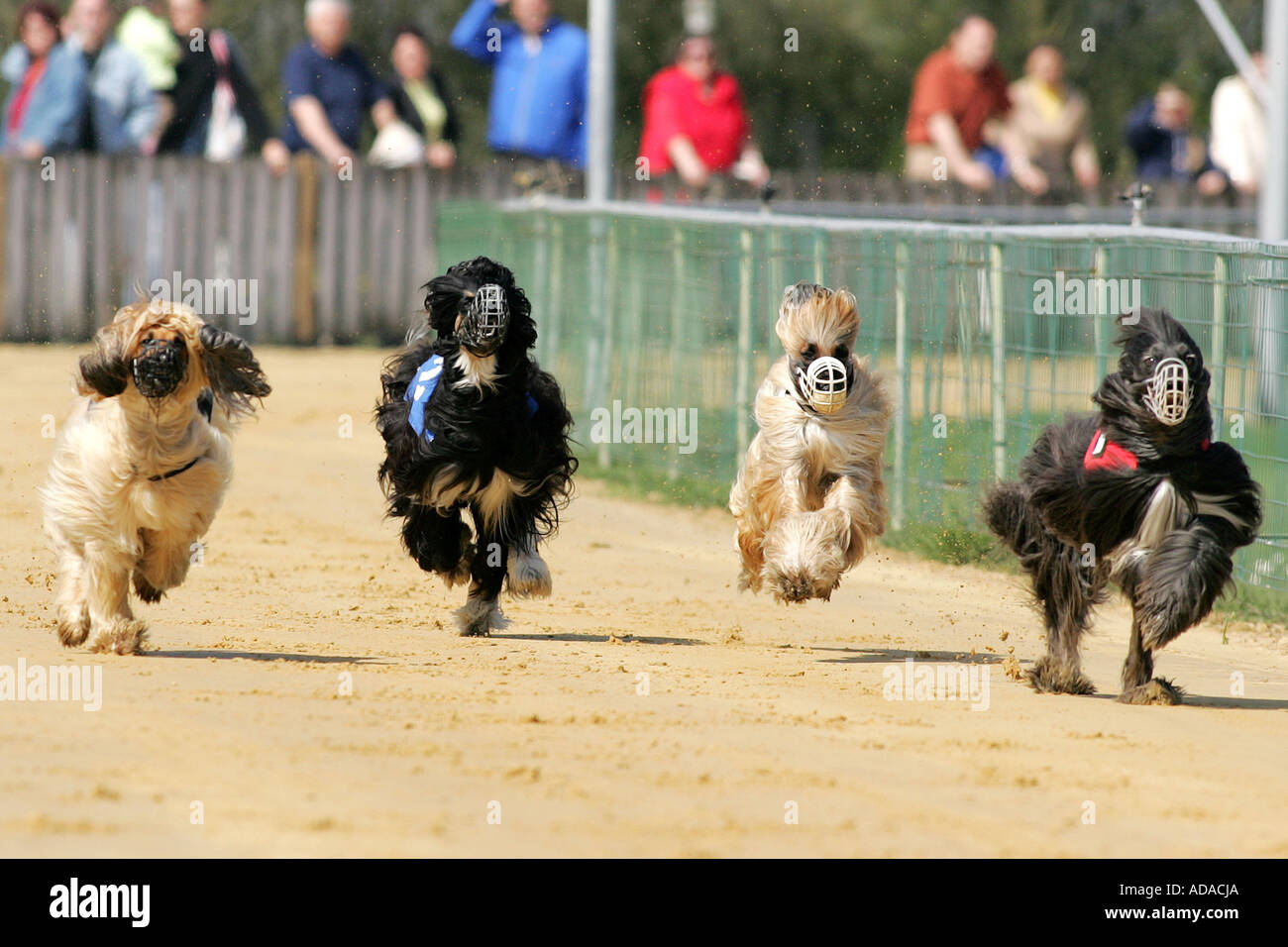 Afghanistan Hound, Afghan Hound (Canis lupus f. familiaris), four individuals at race, Germany Stock Photo