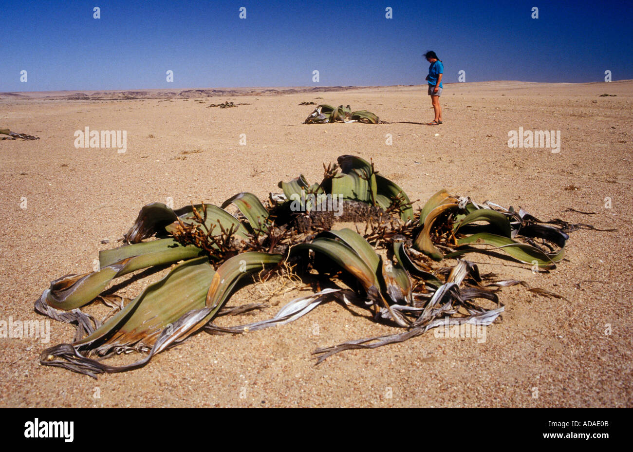 Welwitschia in desert with person for scale Namibia Stock Photo