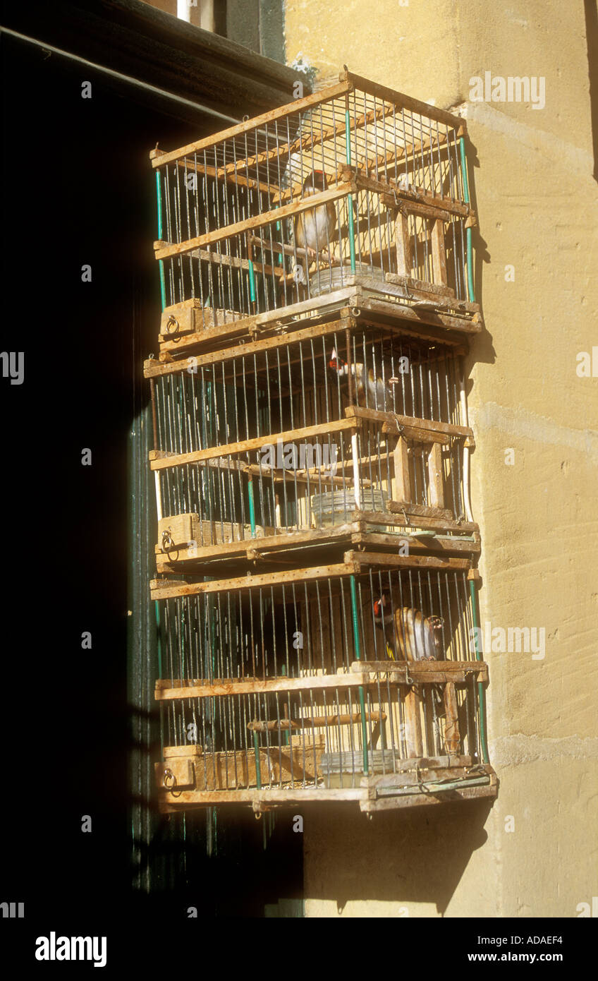 Caged birds kept for sport shooting in house doorway Malta Stock Photo