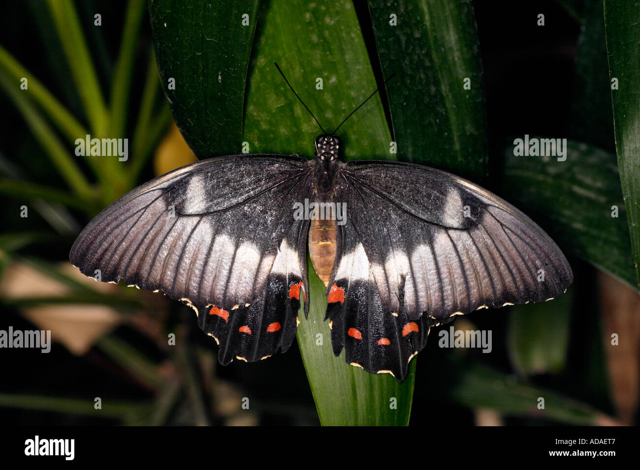 Orchard Swallowtail  butterfly (Papilio aegeus) Stock Photo
