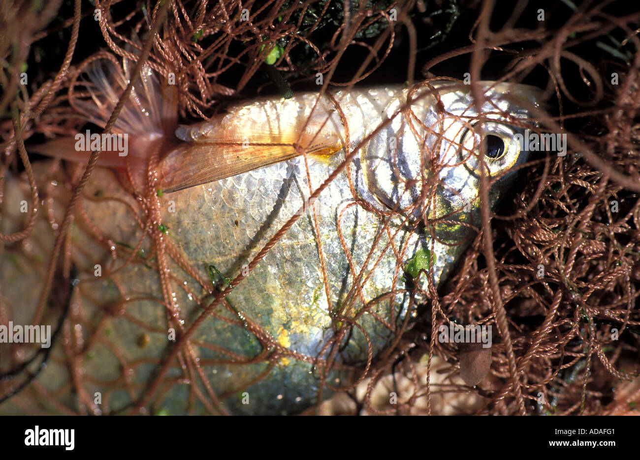 Caught a fish hi-res stock photography and images - Alamy