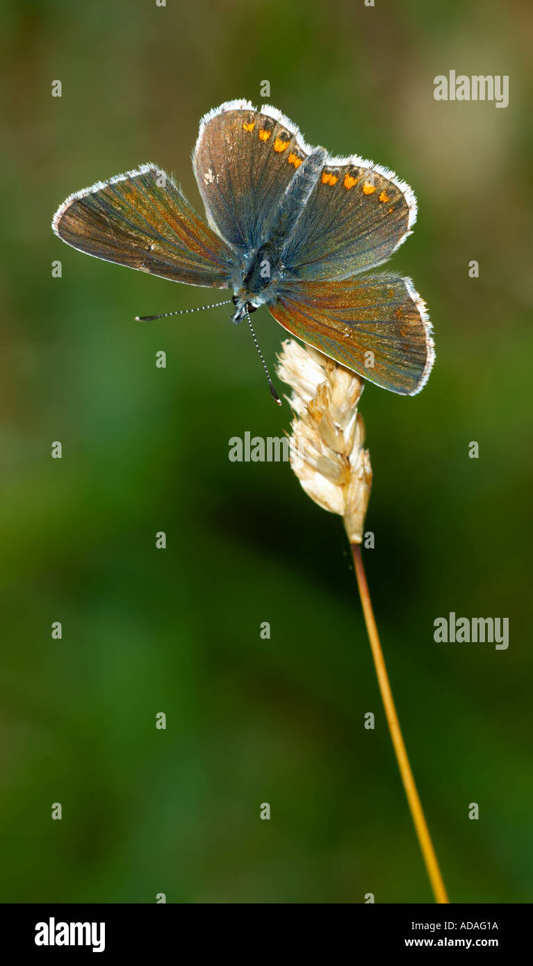 Northern Brown Argus Butterfly on Heath Grass Stock Photo