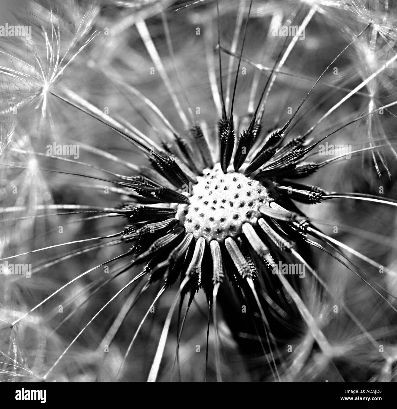 Dandelion in Black and White Stock Photo - Alamy
