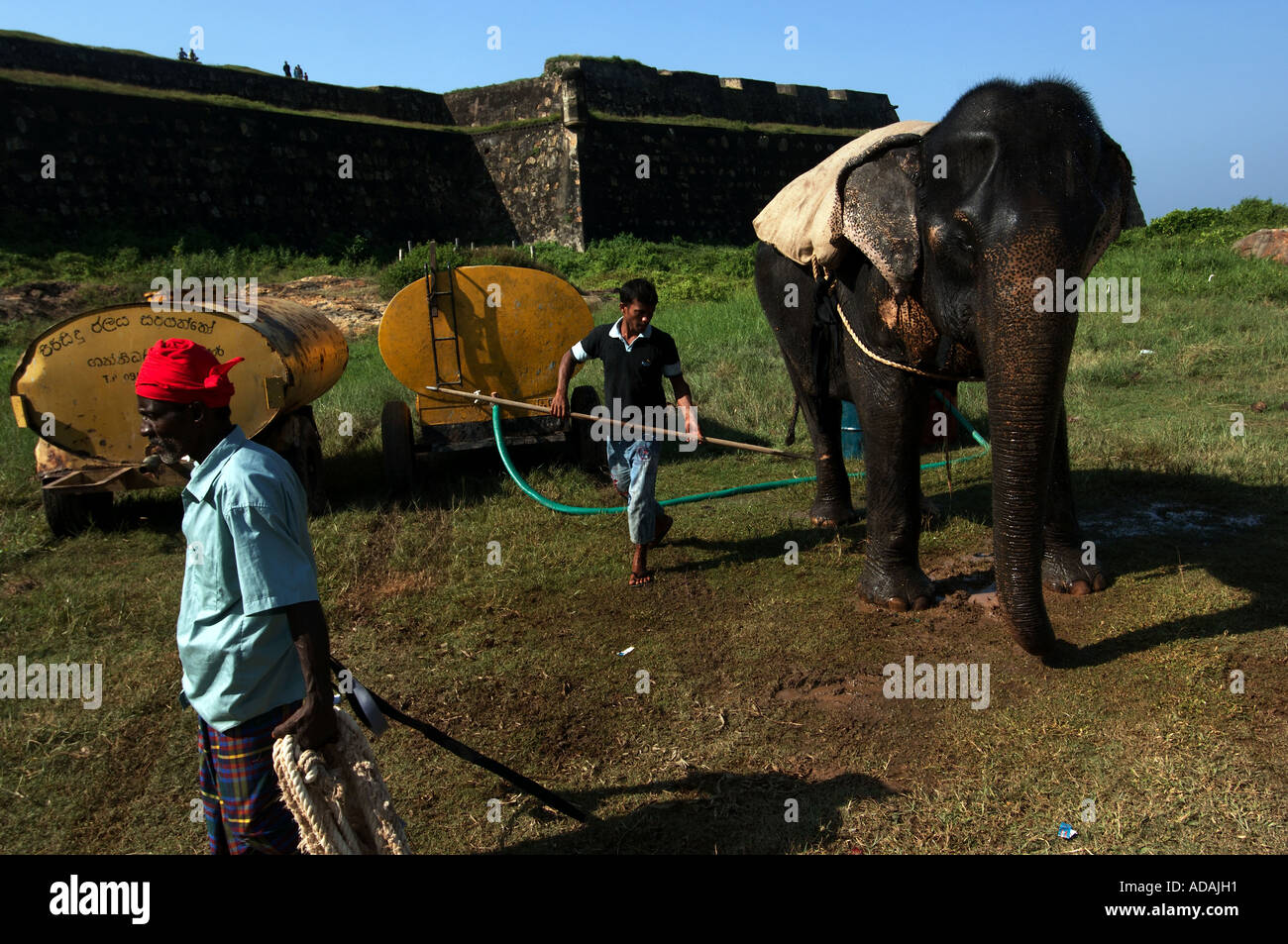 Galle Fort elephant getting a bath from his mahout before the polo match Stock Photo