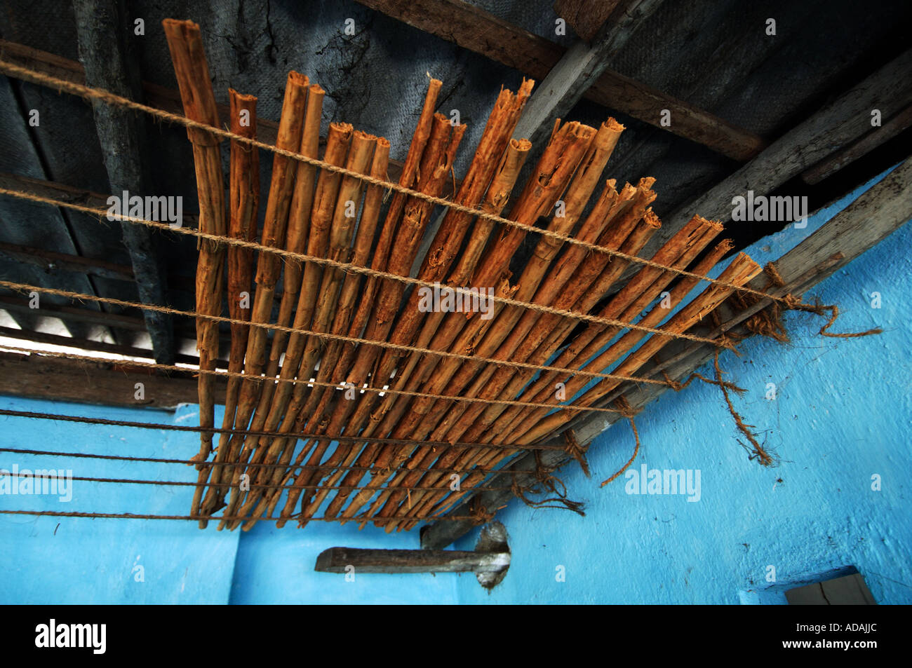 The drying of cinnamon Stock Photo