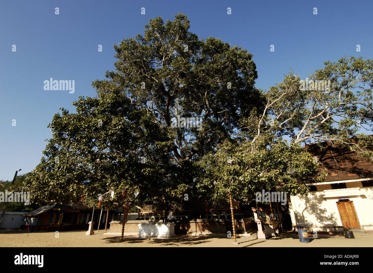 Kataragama the bodhi tree of the buddhist temple Stock Photo Alamy