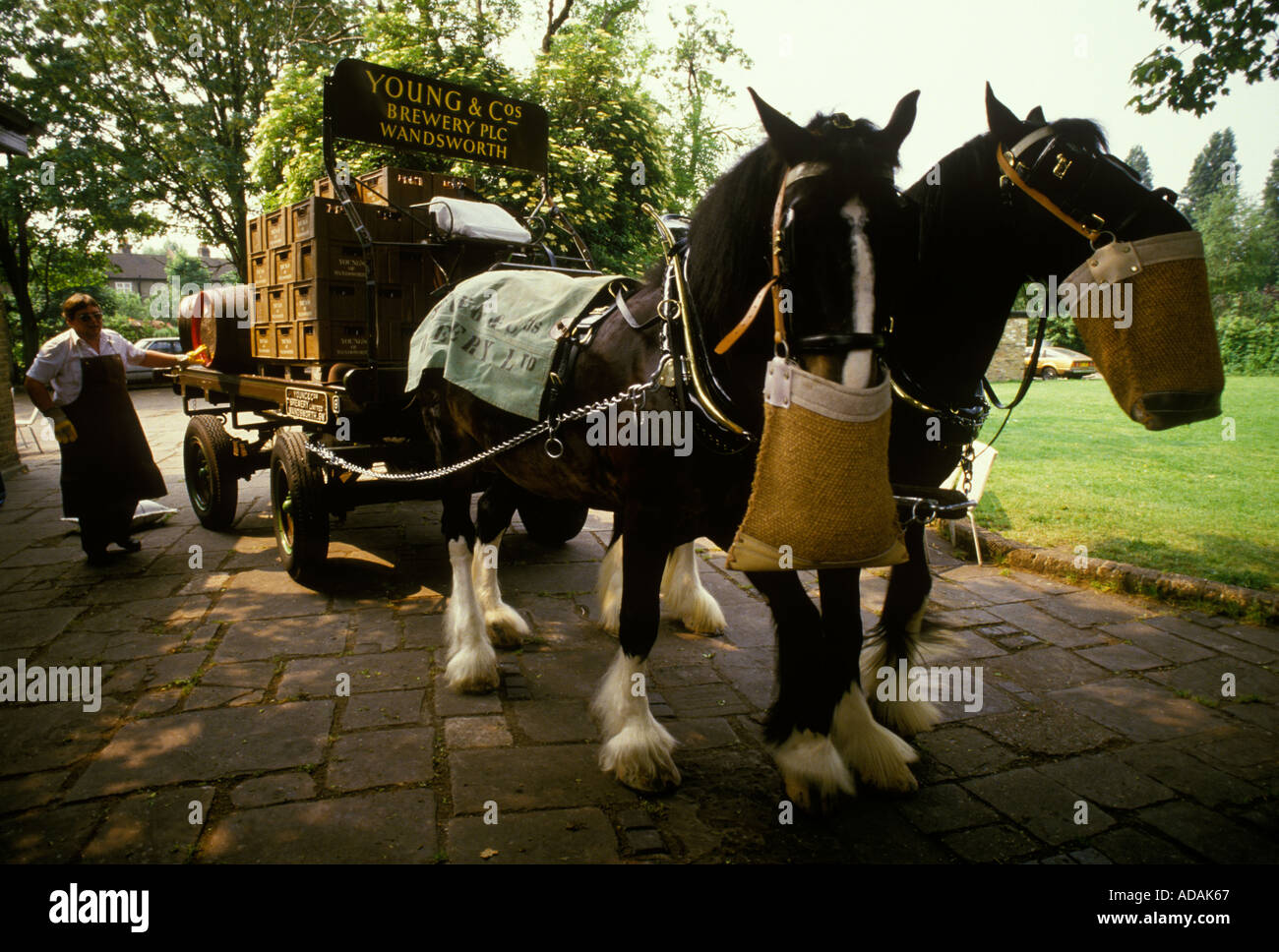 Youngs Brewery horses Wandsworth South London .Traditional delivery of beer to local public houses by horse and cart. England 1980s circa 1985 UK Stock Photo