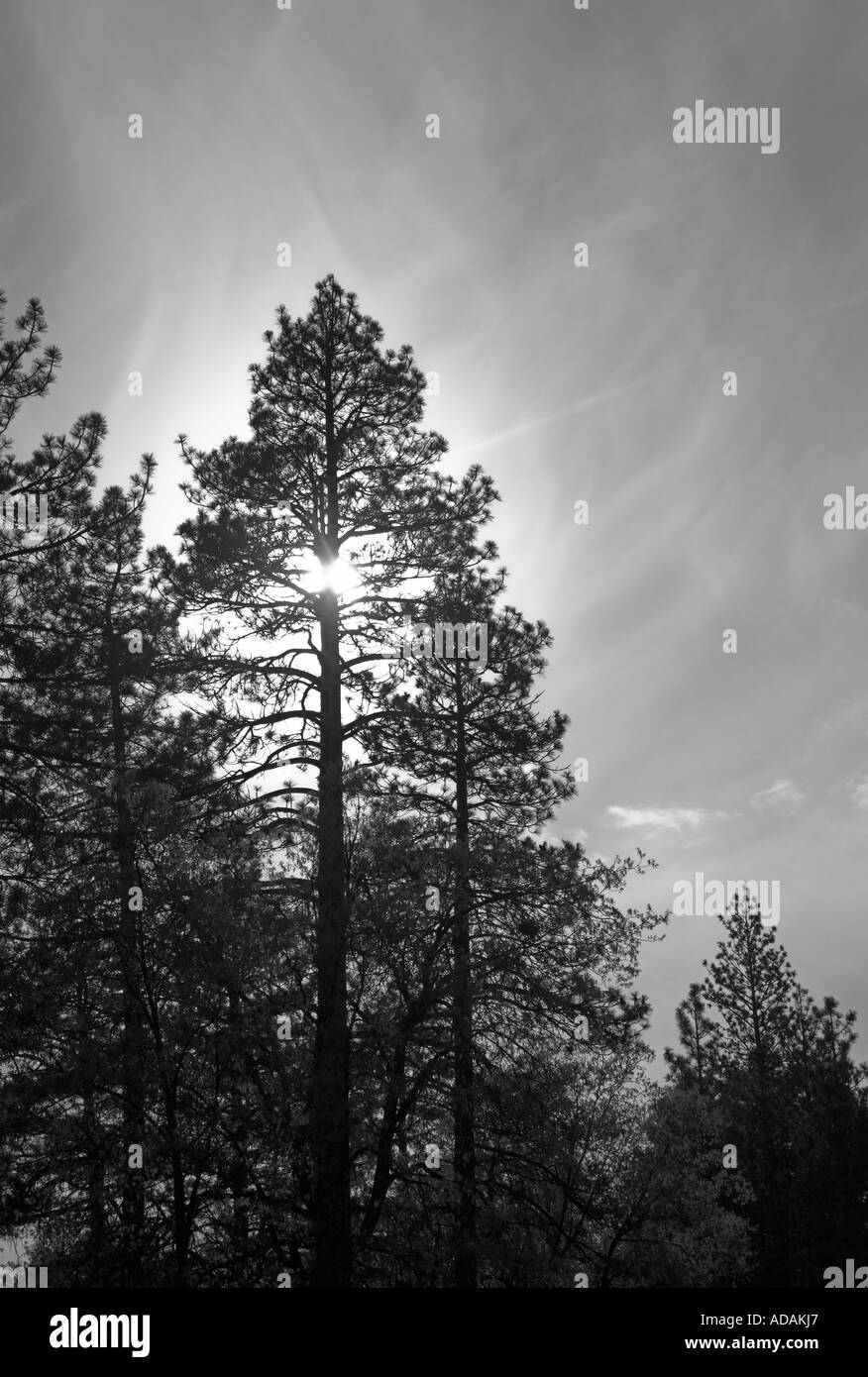 American white pine Black and White Stock Photos & Images - Alamy