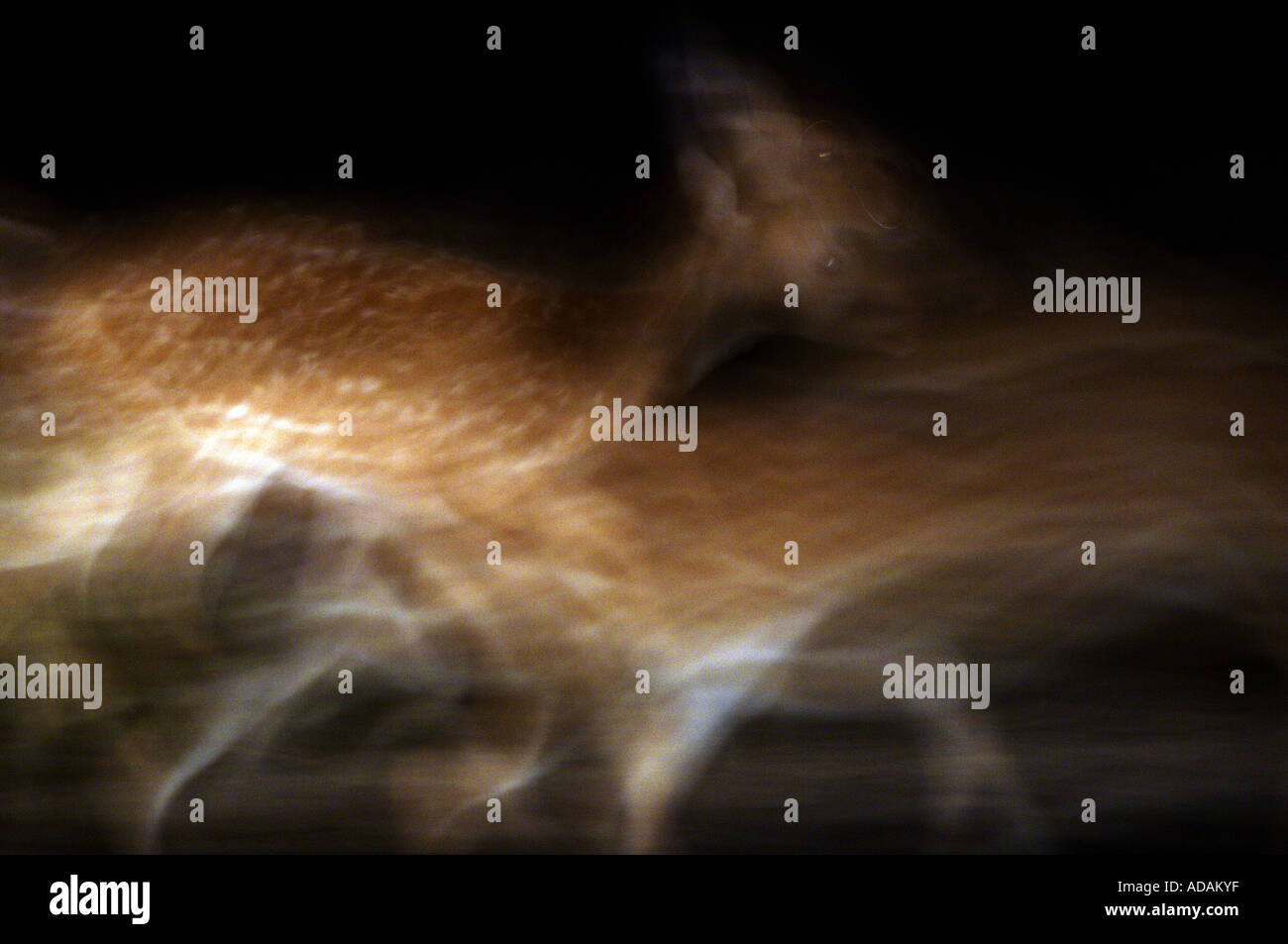 Wilpattu National Park spotted deer spotted at night Stock Photo