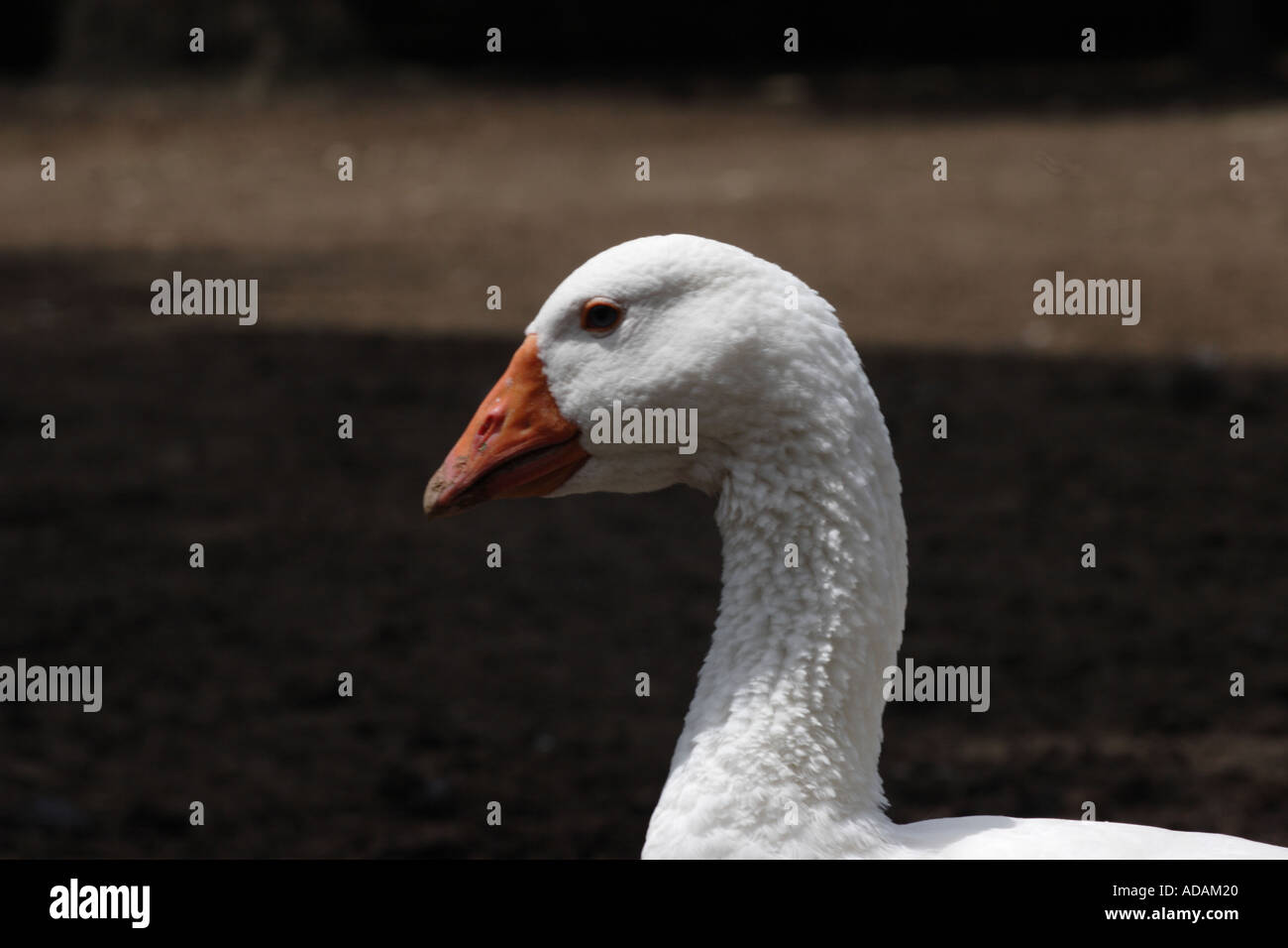 Head of Domestic Goose Stock Photo