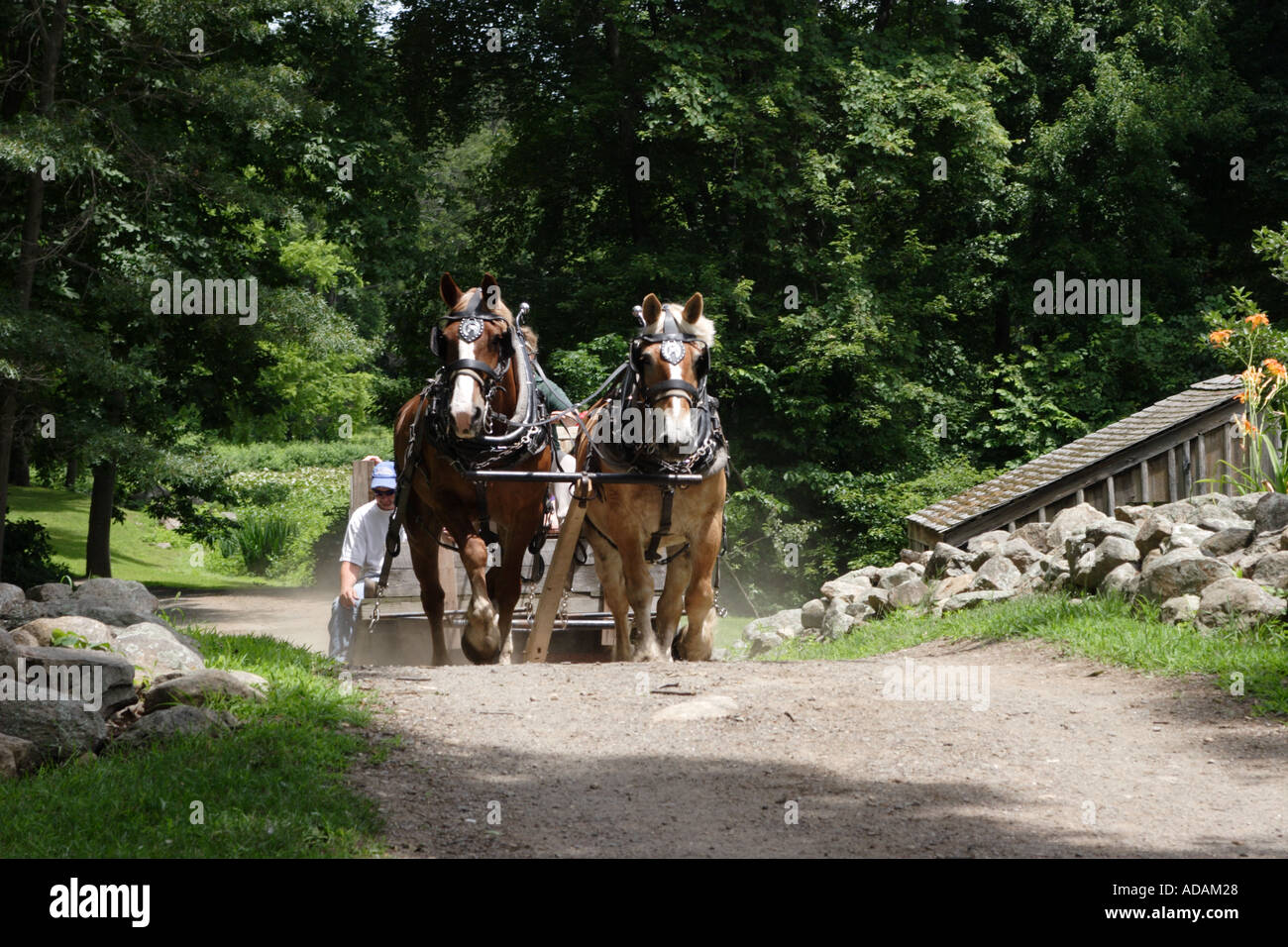 Horses pulling wagon hires stock photography and images Alamy