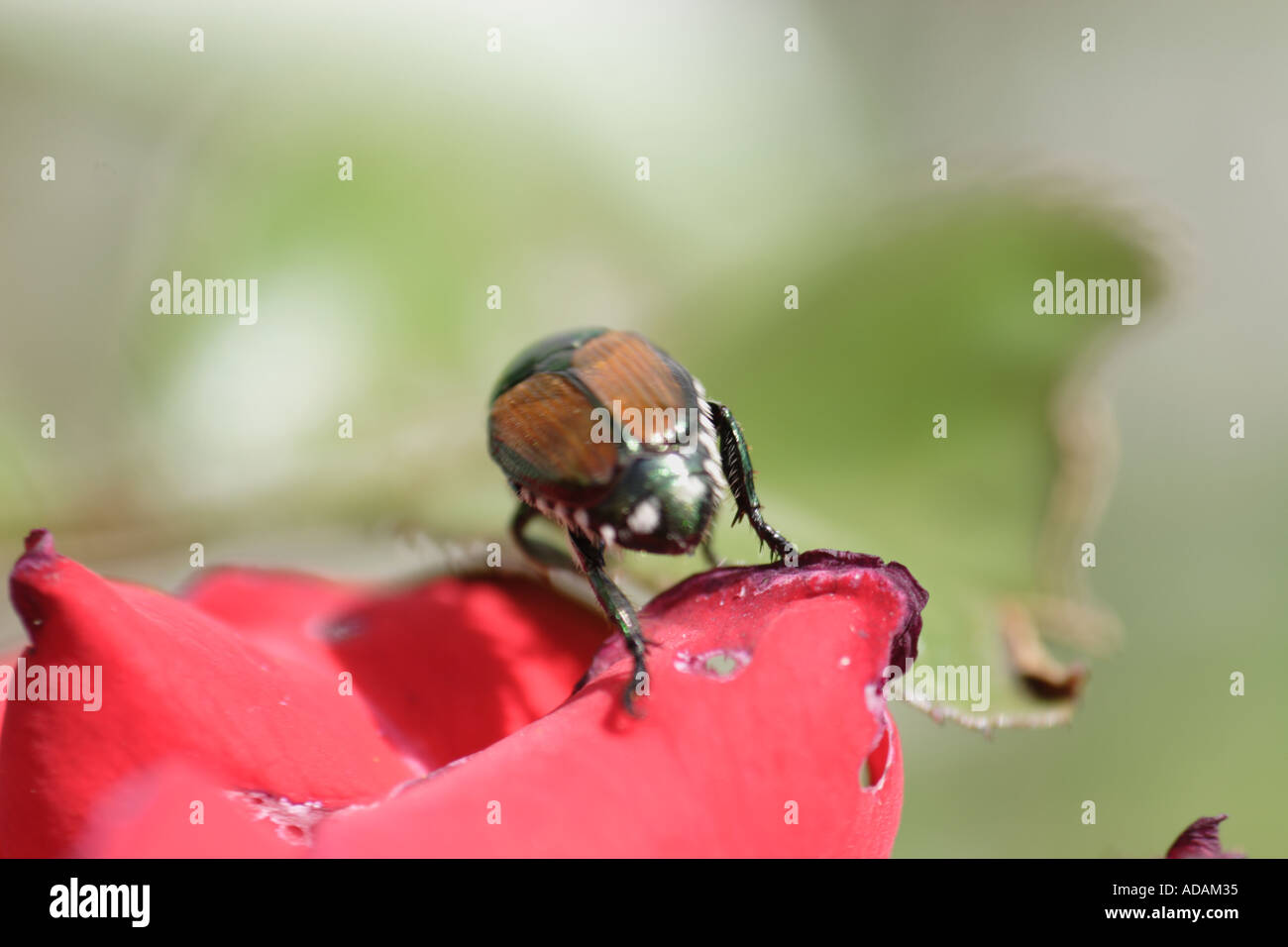 Japanese Beetle Devouring Red Rose Stock Photo Alamy