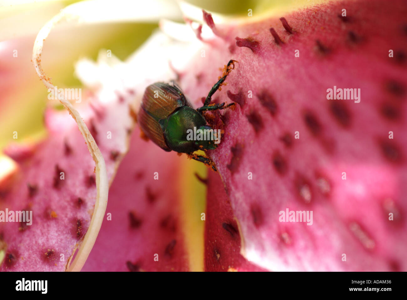 Japanese Beetle Devouring Stargazer lily Stock Photo
