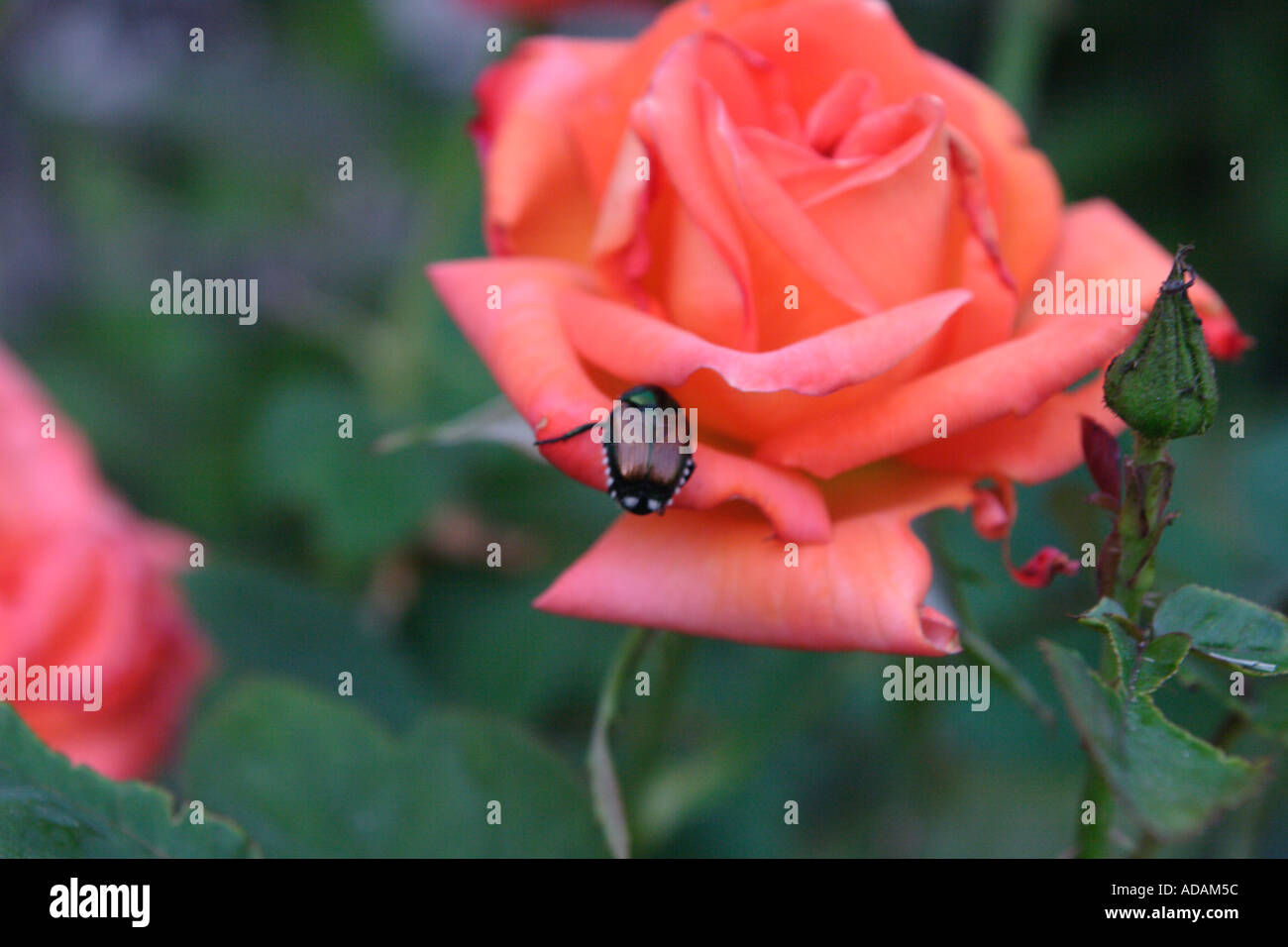 Japanese beetle on rose hi-res stock photography and images - Alamy