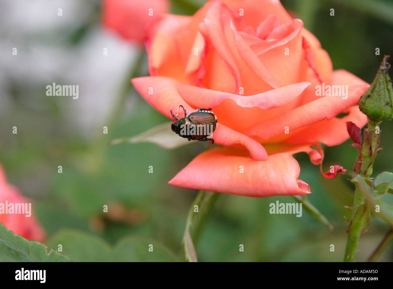 Japanese beetle on rose hi-res stock photography and images - Alamy