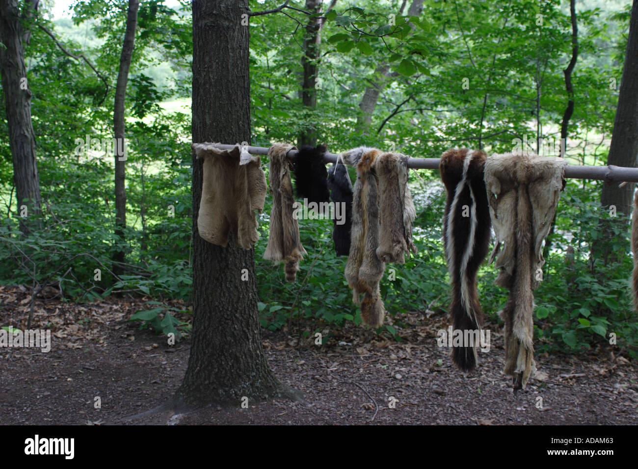 Animal skins hires stock photography and images Alamy