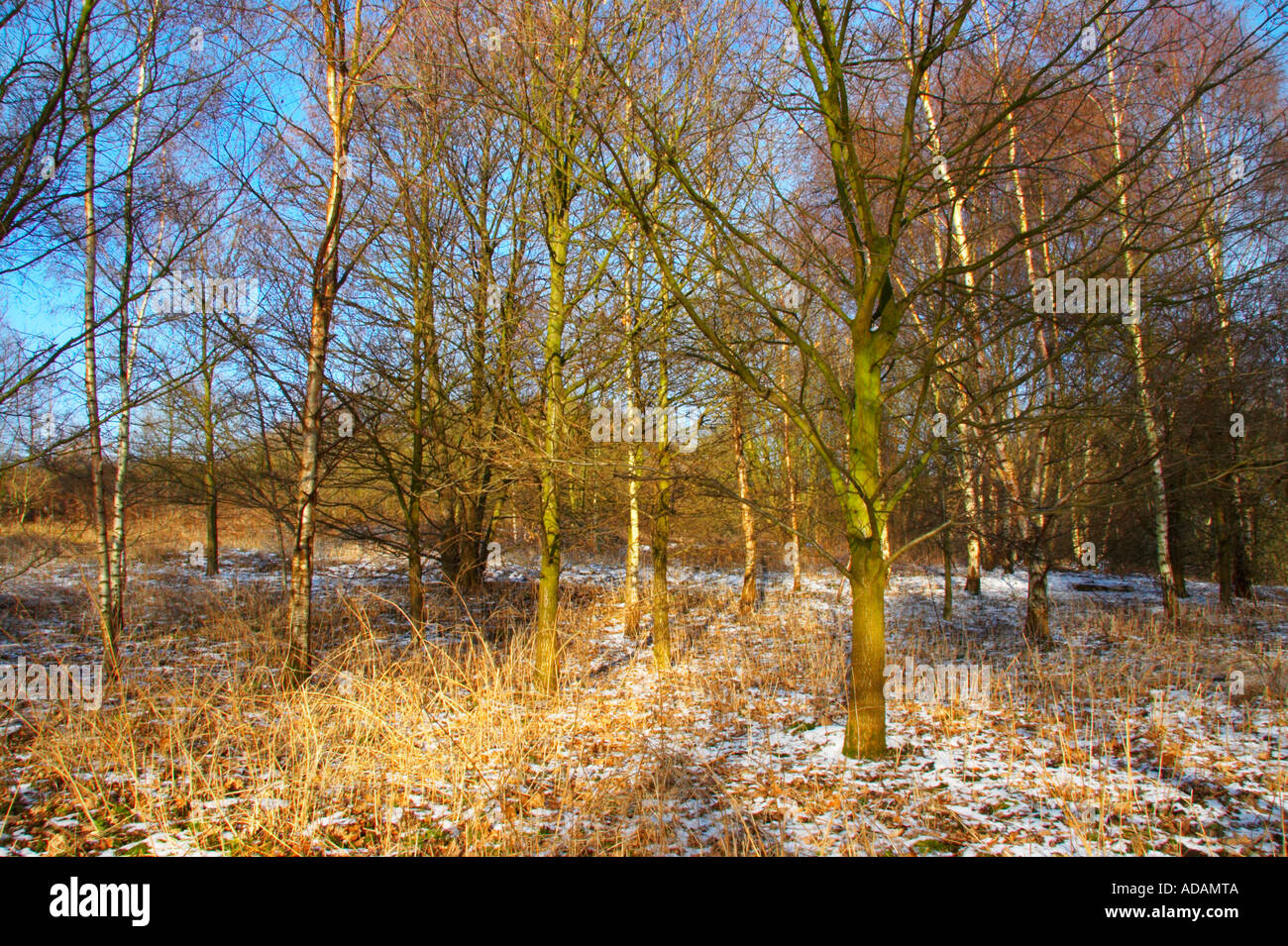 ENGLAND West Midlands Baggeridge Country Park A dusting of snow ...