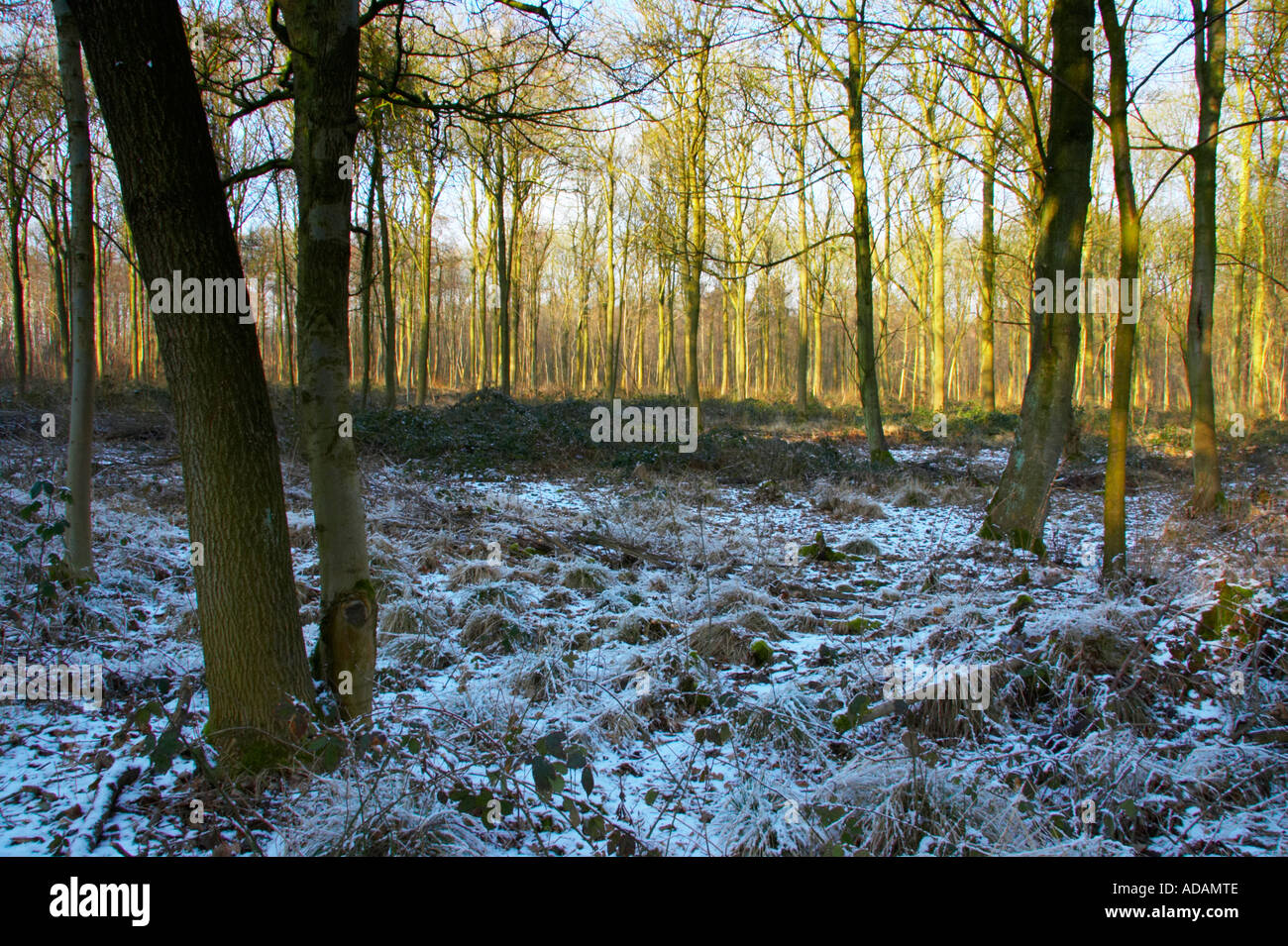 Baggeridge park hi-res stock photography and images - Alamy