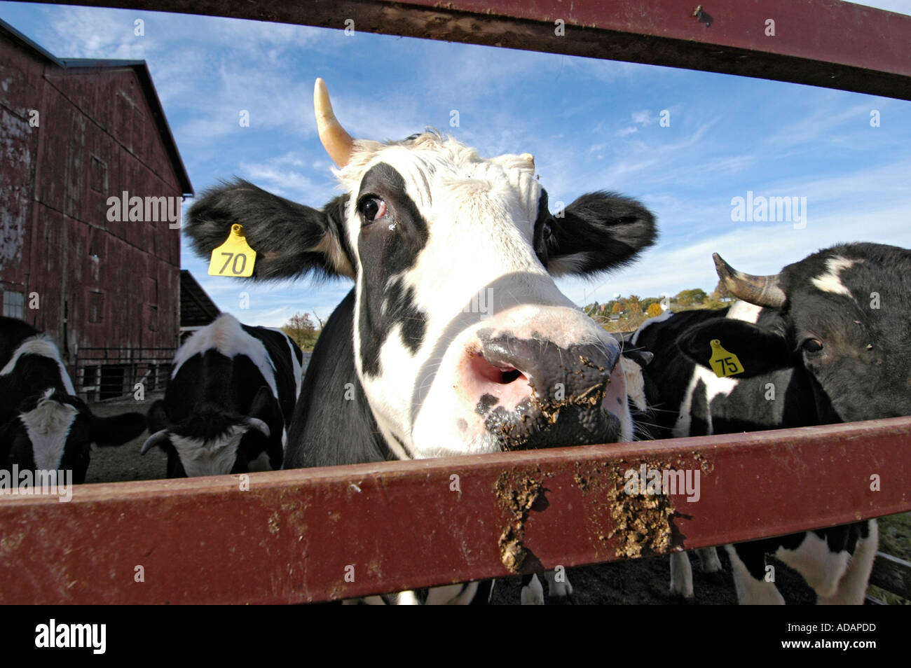Dairy cow with ear tag on Amish Farm in Ohio Stock Photo Alamy