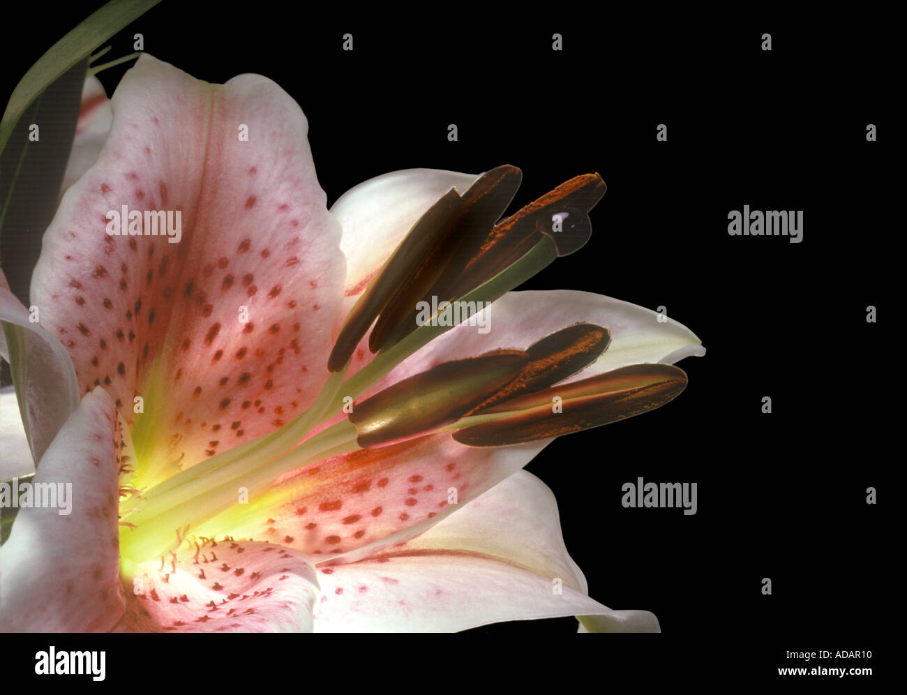Oriental Lily Stargazer Stock Photo Alamy