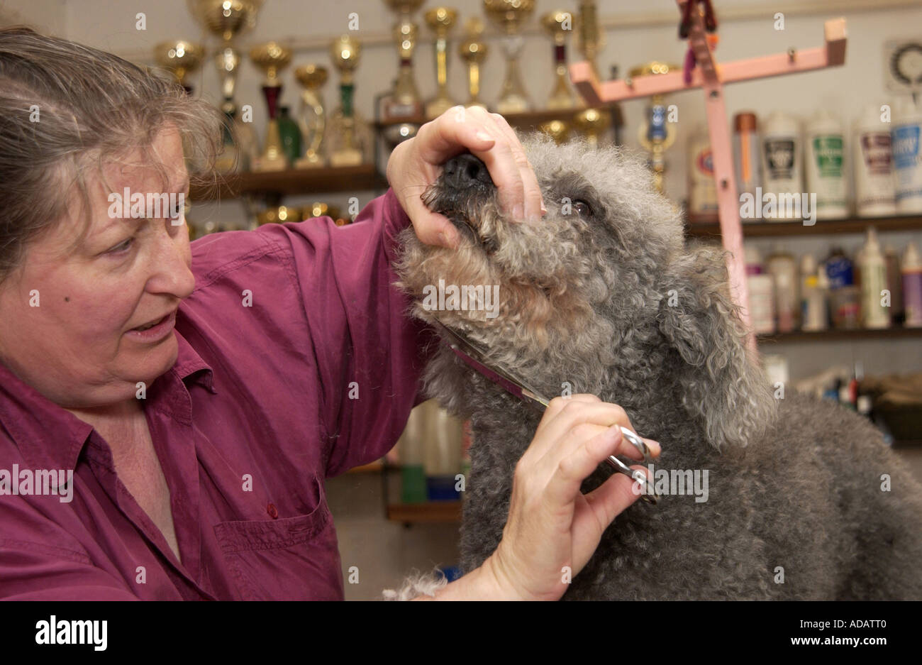 Hungarian Pumi sheepdog at the grooming parlour Stock Photo