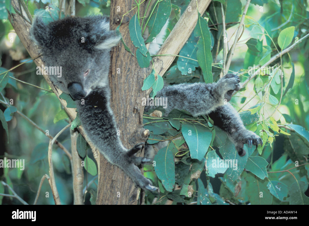 Koala sprawled amongst tree branches Queensland Australi Stock Photo