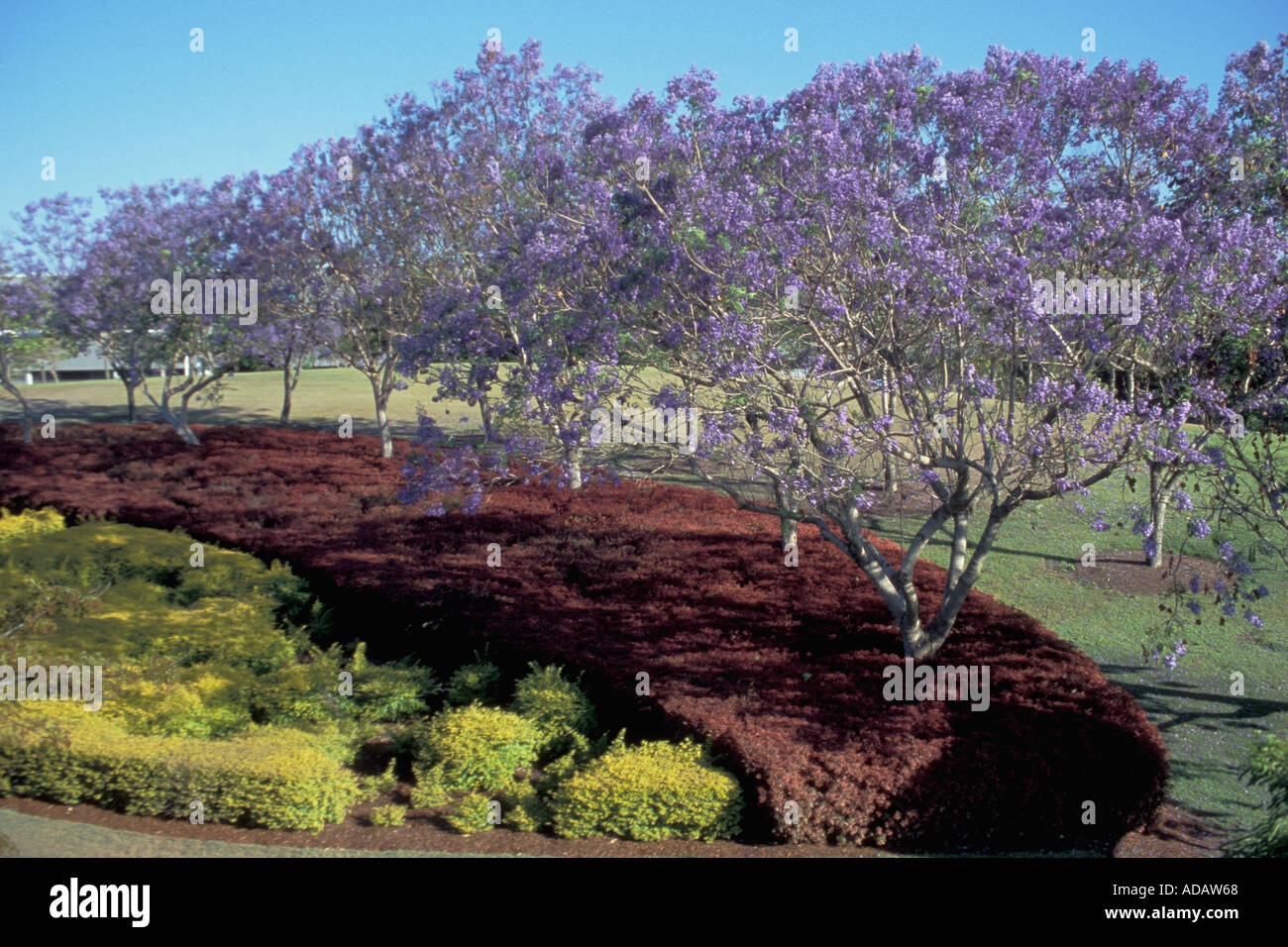 Mature Jacaranda Trees For Sale Brisbane edu.svet.gob.gt