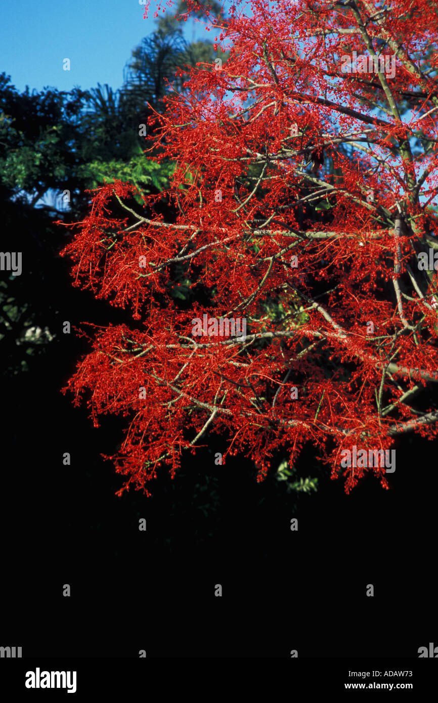 Brisbane flame hires stock photography and images Alamy