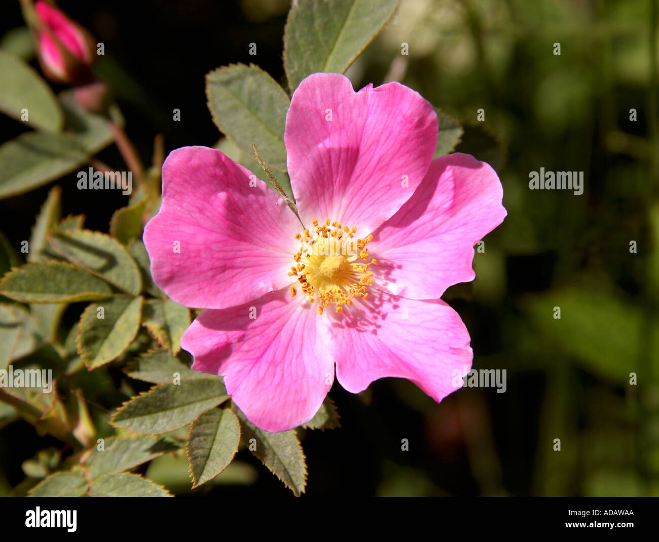 Native english rose hi-res stock photography and images - Alamy