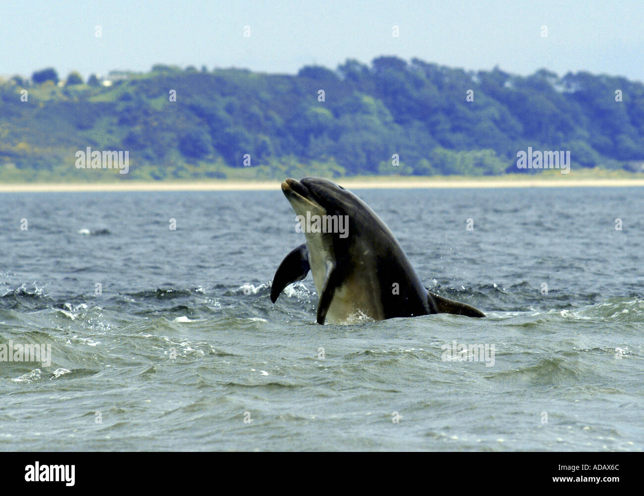 UK Scotland The Moray Firth Bottlenose Dolphin from Chanonry Point Stock Photo