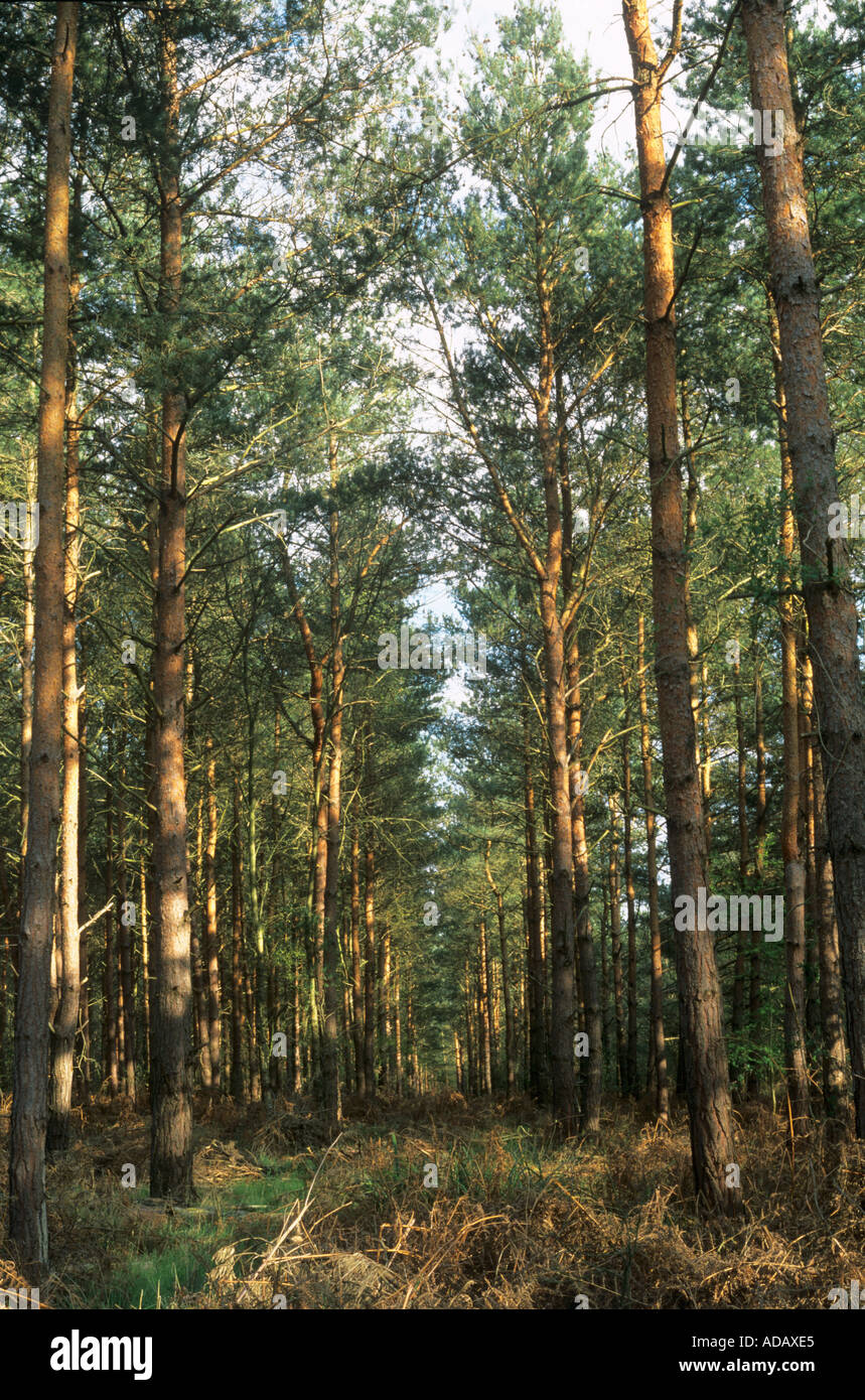 Winter Woodland Broxbourne Woods Hertfordshire England United Kingdom