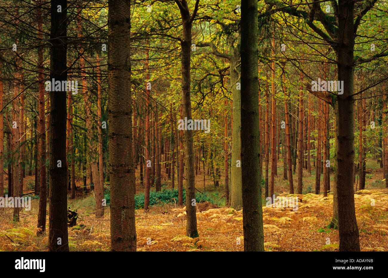 Pine trees in New forest, Hampshire, England , UK Stock Photo Alamy