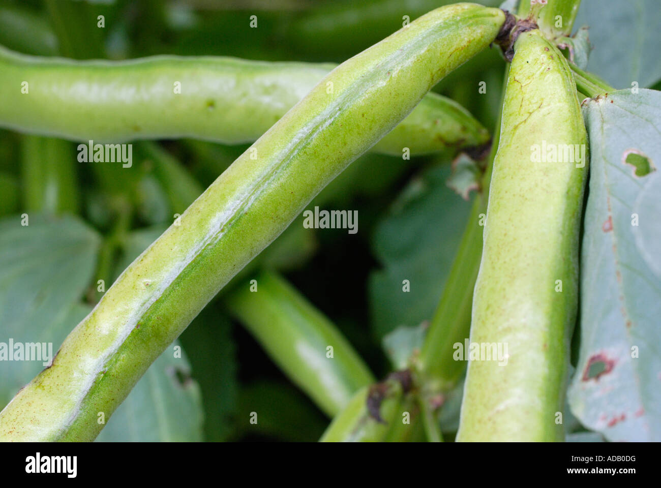 Broad bean vicia faba hi-res stock photography and images - Alamy