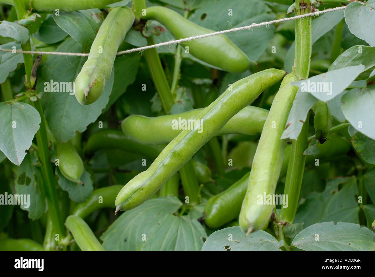 Broad bean pod hi-res stock photography and images - Alamy