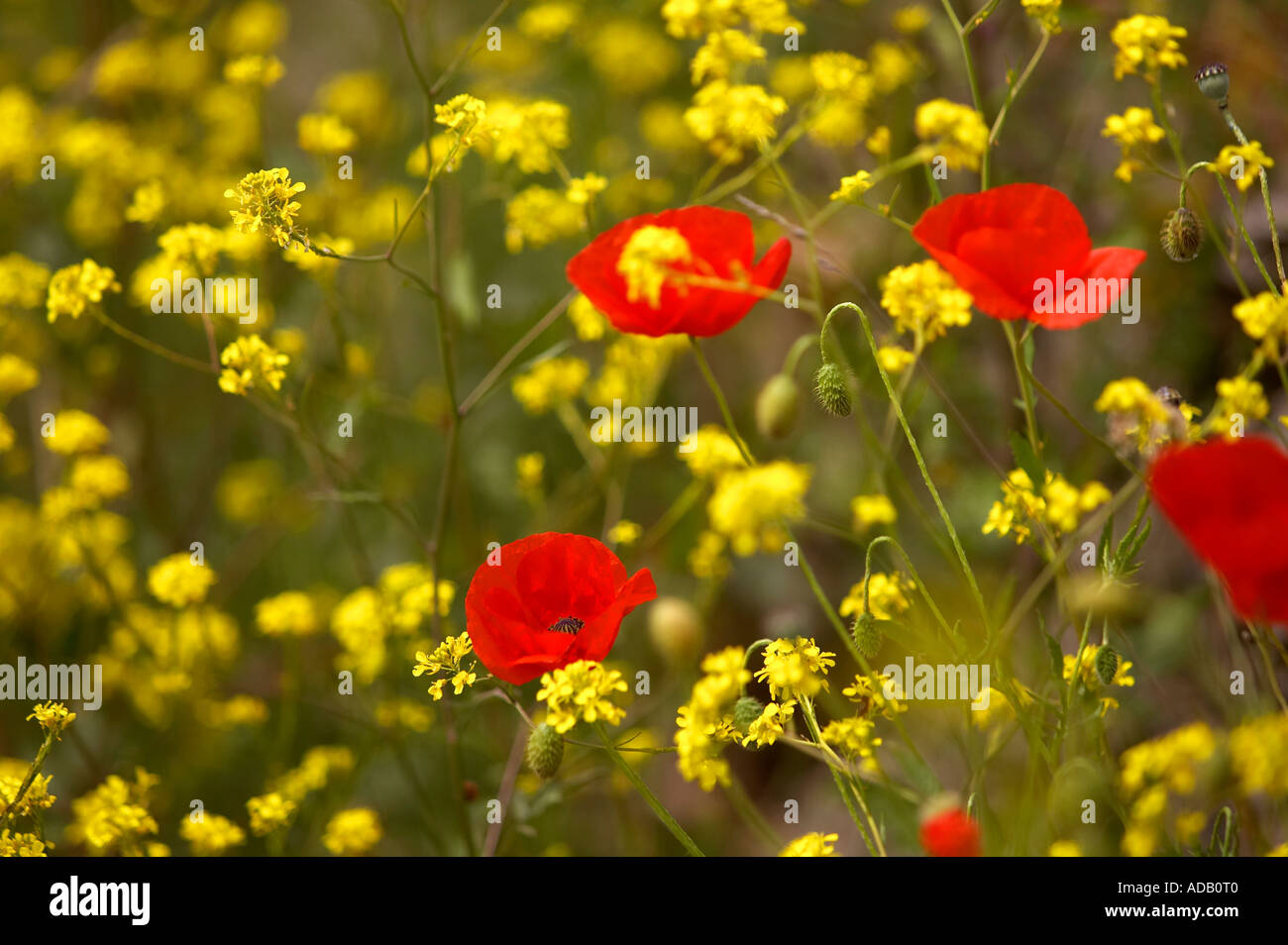 Wildflowers by the roadside in Cornwall UK Stock Photo