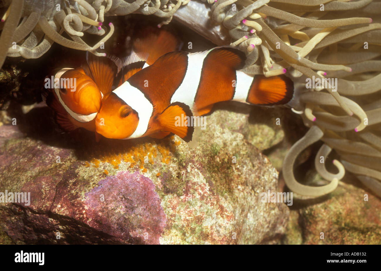 Mating Common Clownfish Amphiprion ocellaris laying eggs beside anemone  Malaysia Indonesia Stock Photo - Alamy