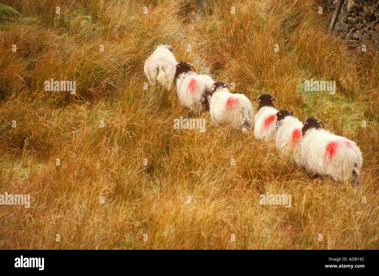 Sheep Brecon beacons national park Wales UK Stock Photo - Alamy