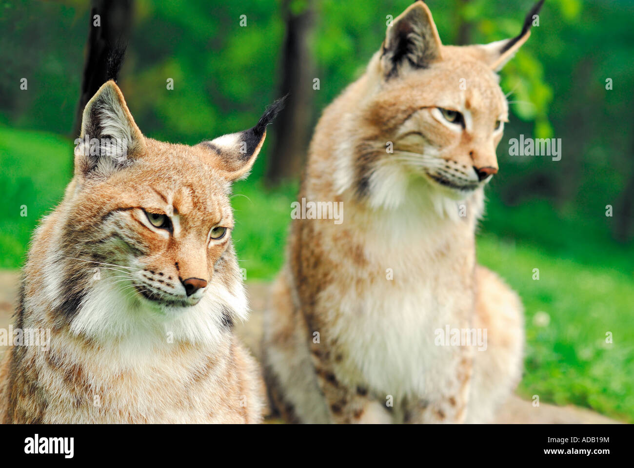 Lynx Couple at the animal parc Parc Animalier des Pyrenees, Argeles Gazost, Midi-Pyrenees, France Stock Photo