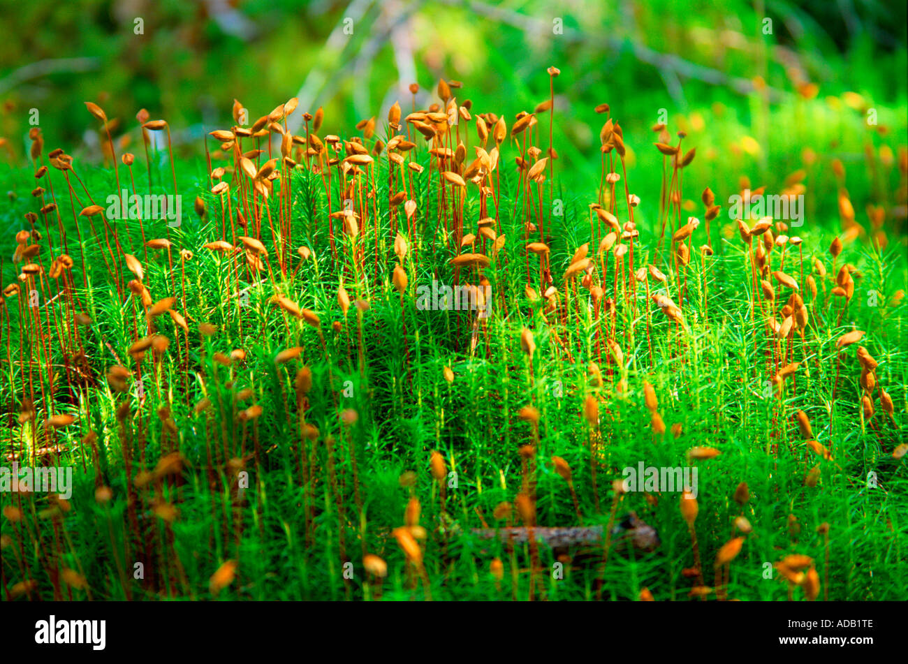 Moss Seed Pods Stock Photo Alamy
