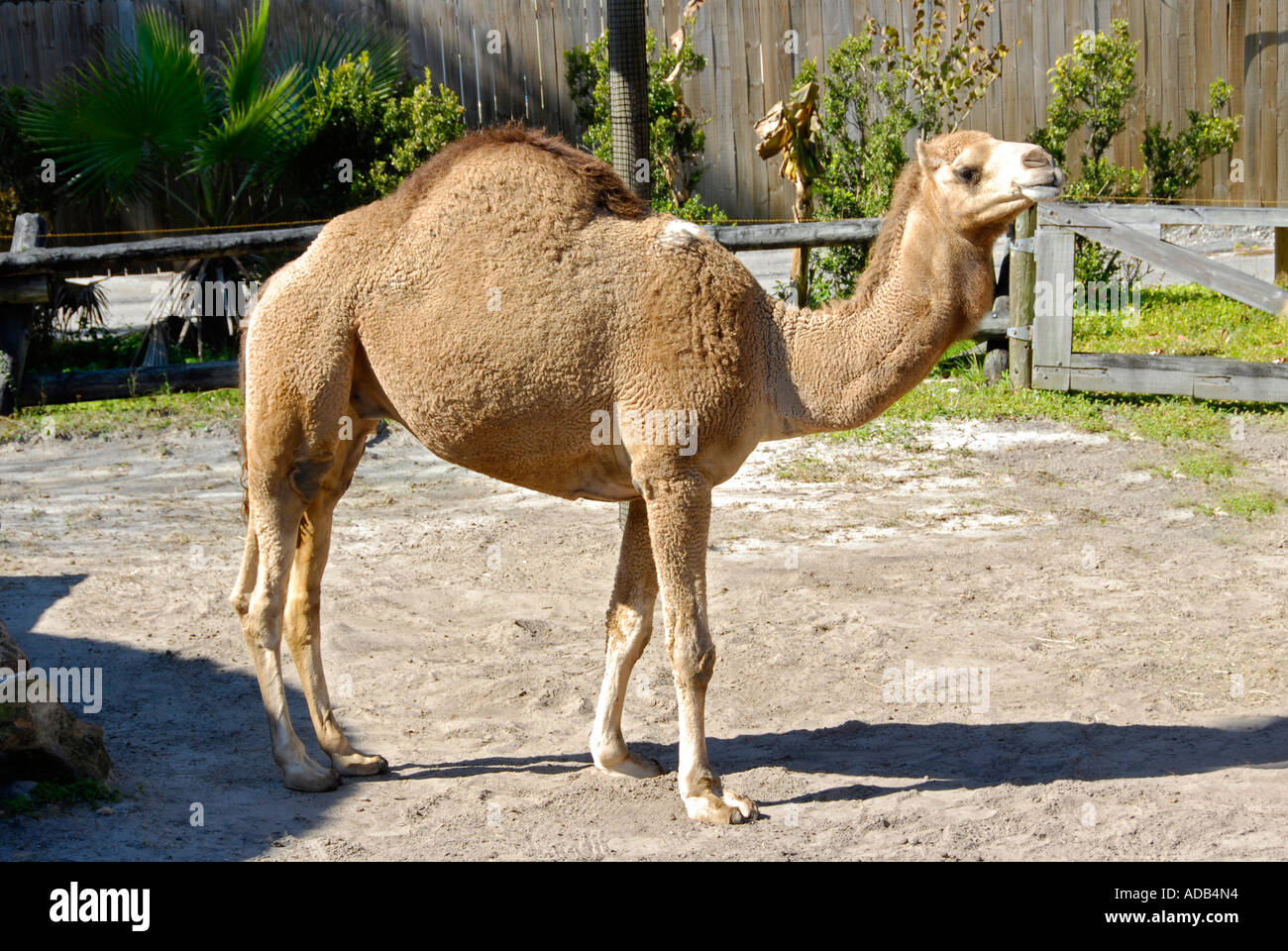 Camel at Lowry Park Zoo Tampa Florida FL voted the number one zoo in the United States Stock Photo