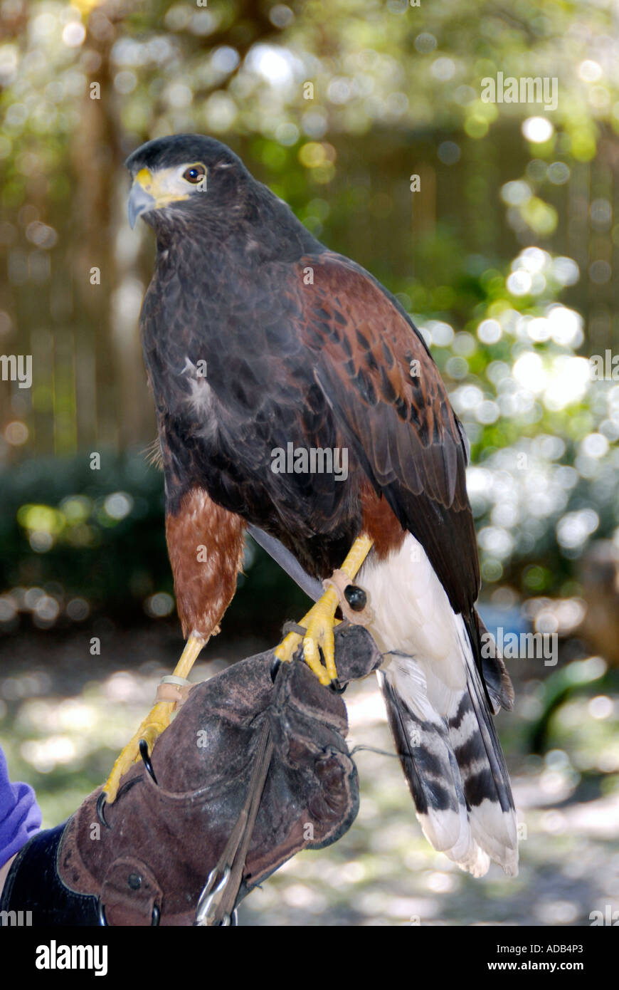 Golden Eagle Birds of Prey Lowry Park Zoo Tampa Florida FL voted the number one zoo in the