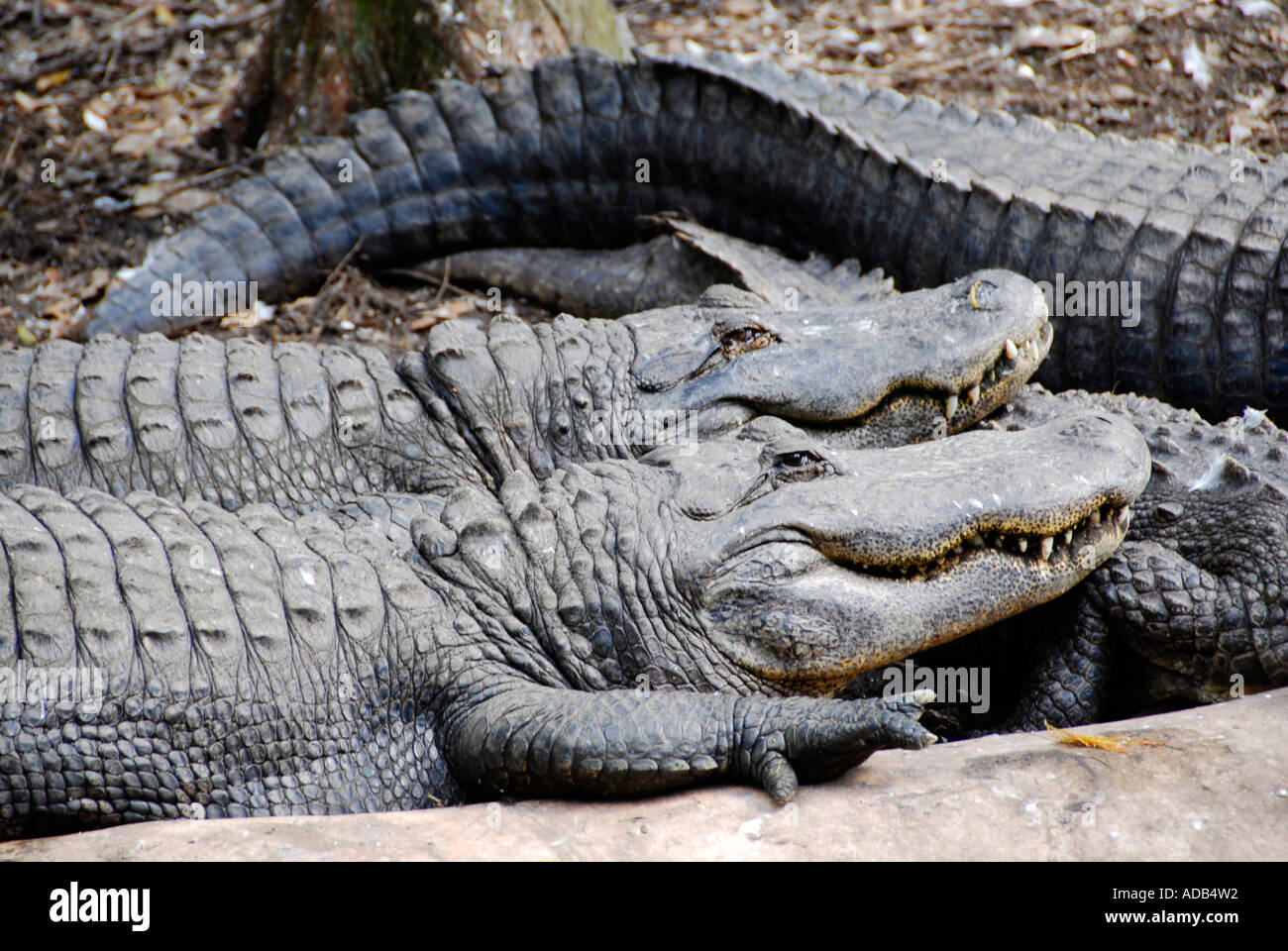 Alligator at Lowry Park Zoo Tampa Florida FL voted the number one zoo in the United States Stock