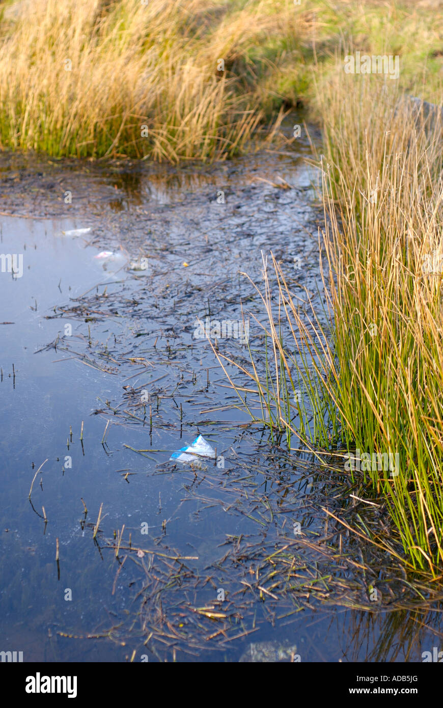 Reed bed with rubbish in the water Stock Photo Alamy