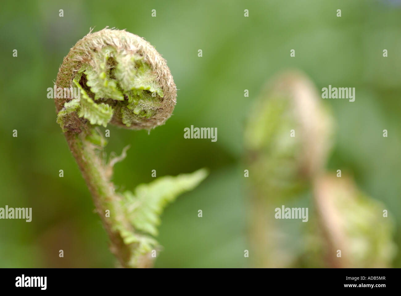 Curled fern frond hi-res stock photography and images - Alamy