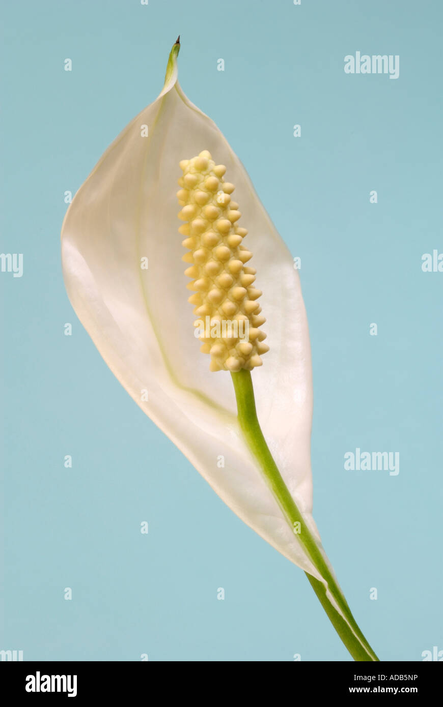 Peace Lily flower on blue background Stock Photo Alamy