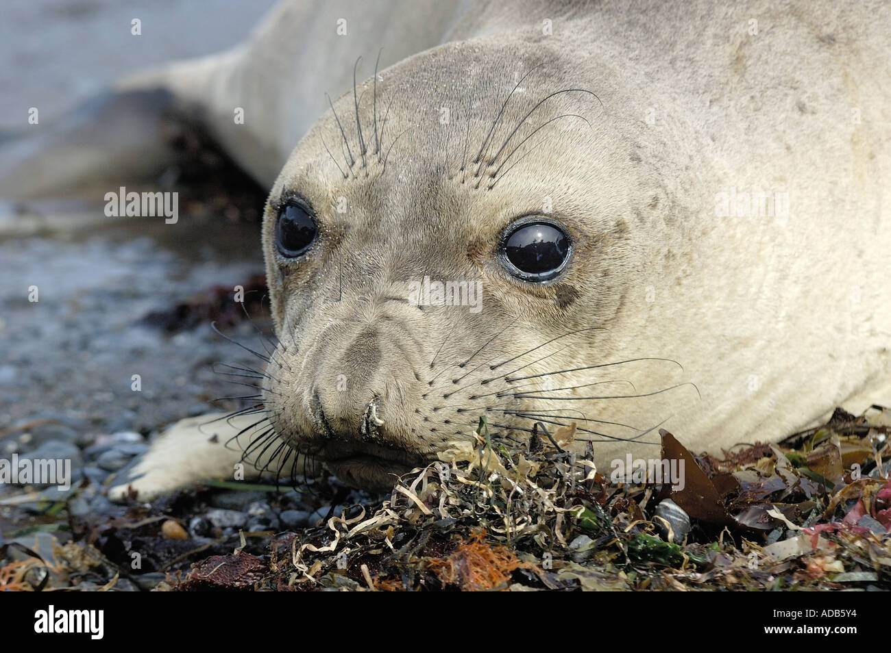 Young female Northern Elephant Seal, [mirounga angustirostris], at the
