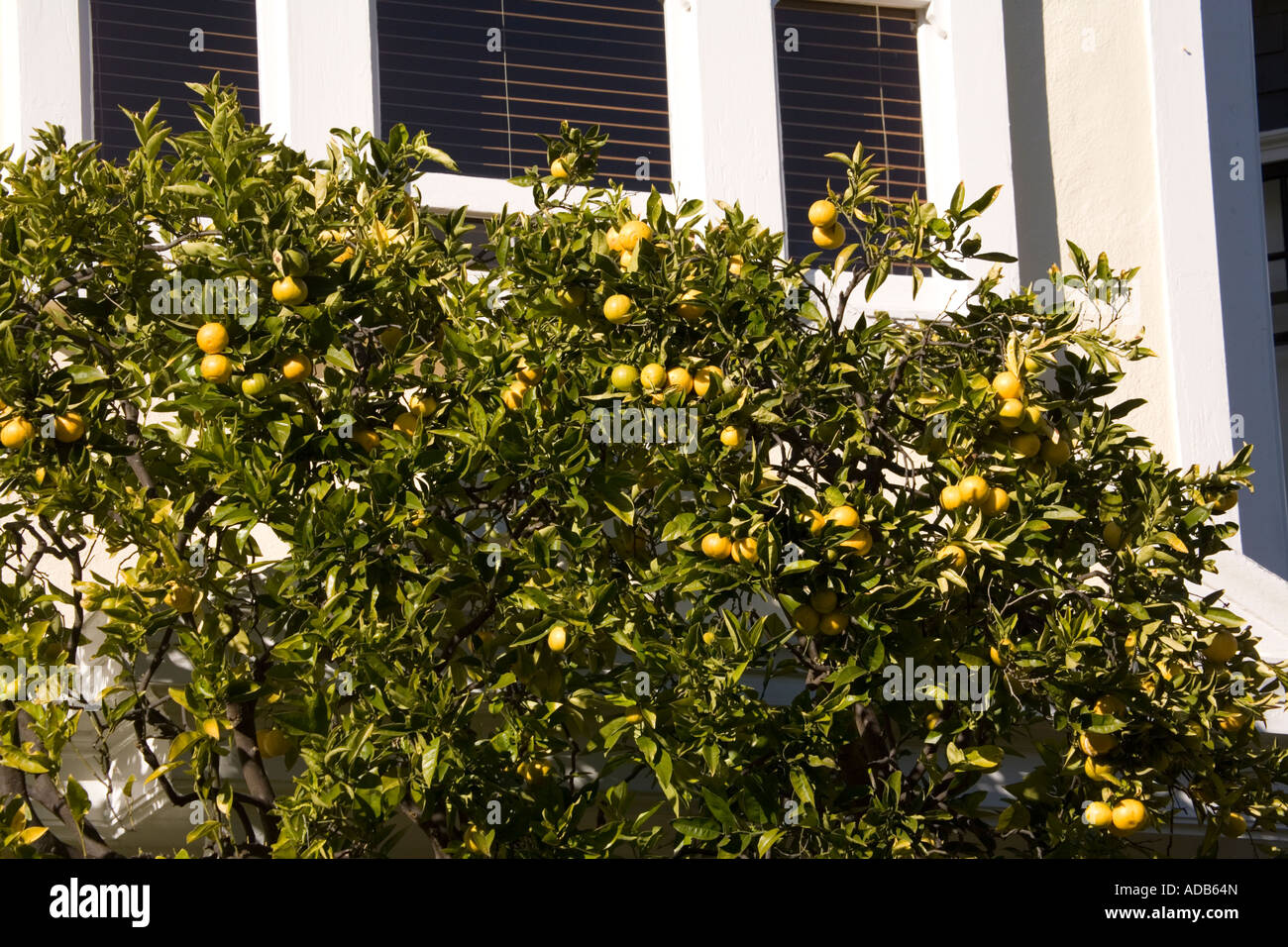 Lemon tree citrus limon hires stock photography and images Alamy