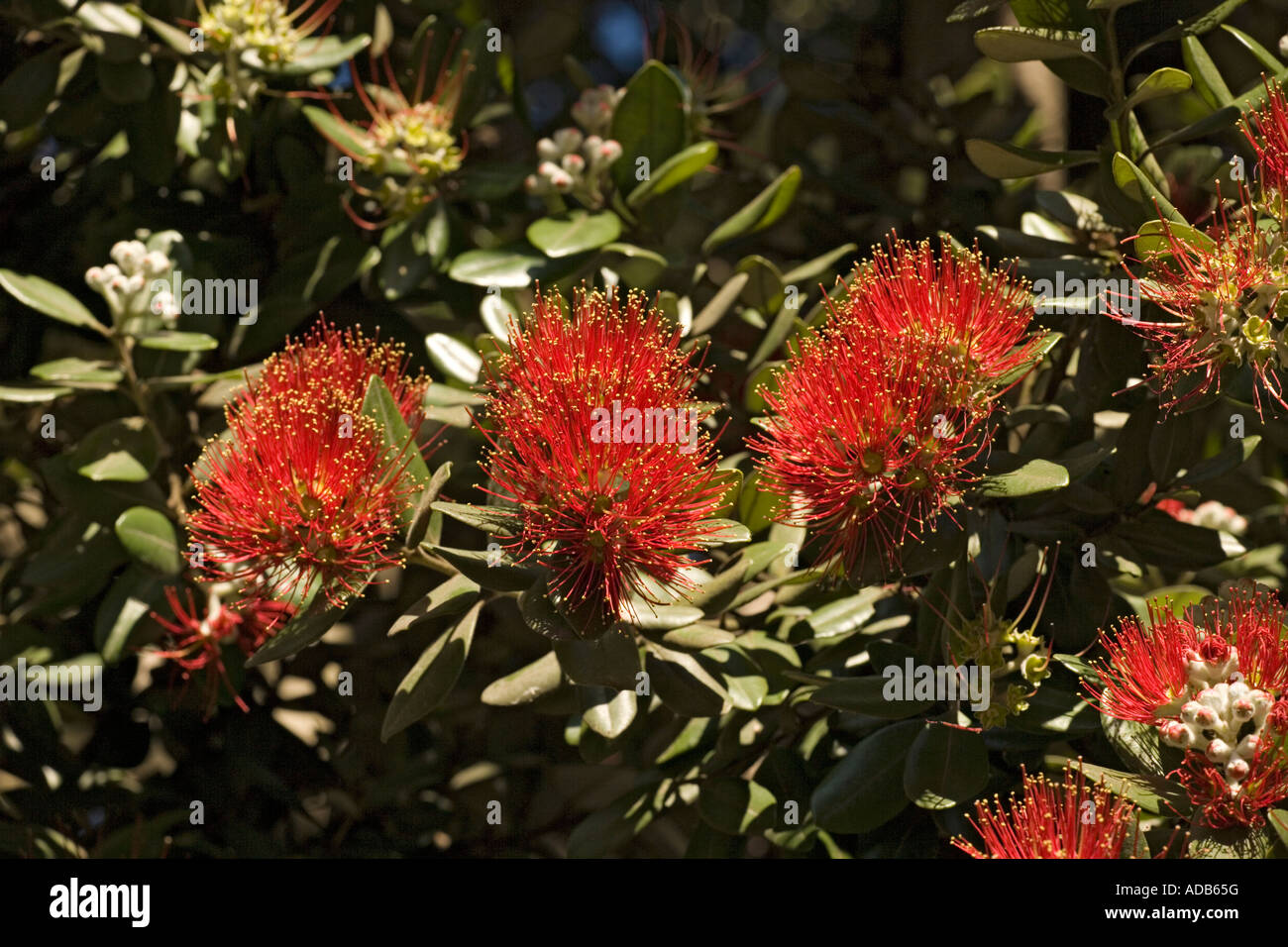 New Zealand Christmas tree or Pohutukawa in flower Metrosideros excelsa