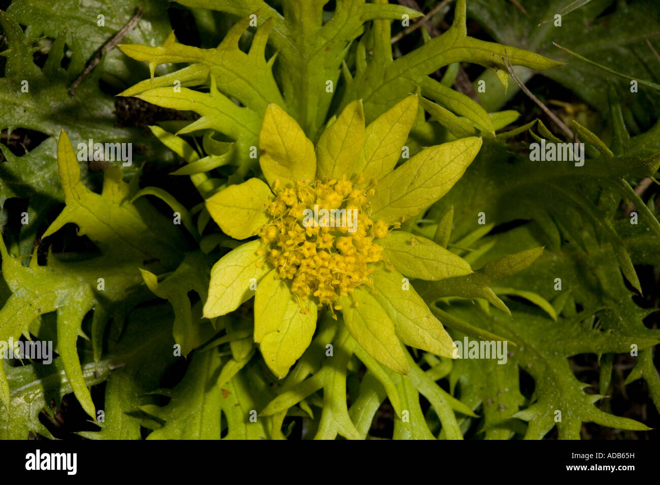 Footprints of spring (Sanicula arctopoides) Californian spring flower, close-up Stock Photo